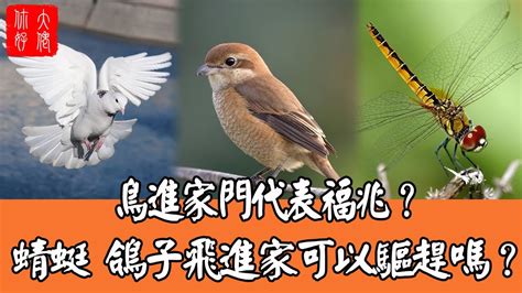 鳥飛進 家裡 代表什麼|【有鳥飛進家裏】有鳥飛進家裡！破解常見迷信，揭開牠飛來的真。